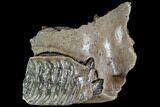 Woolly Mammoth Jaw Section - Germany #111761-2
